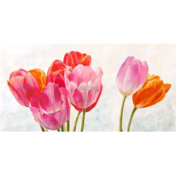 Barevné tulipány