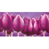 Fialové tulipány