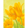 Žluté tulipány