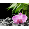 kameny s orchidei