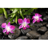 Kameny s orchideji