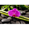 kameny s orchideji