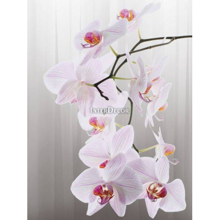 Orchidej