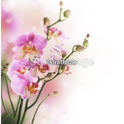 Růžová orchidej 1
