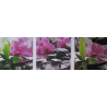 Orchideje