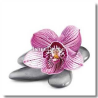 Kameny s orchideji