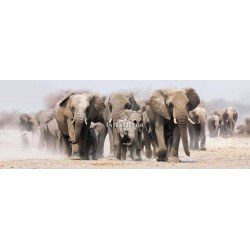 Stádo slonů