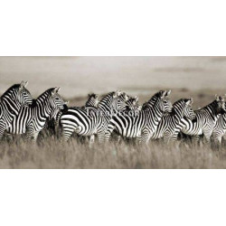 Zebra, Masai Mara, Keňa