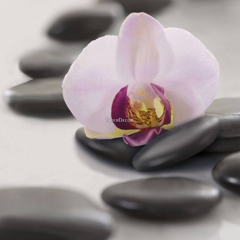 Orchidej na kamenech