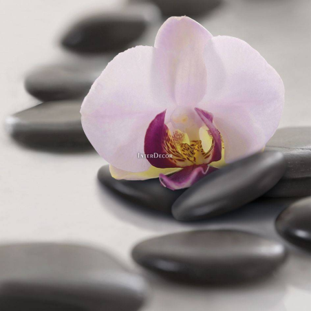 Orchidej na kamenech