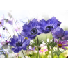 Modré květy - Plátno