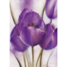 Fialové tulipány