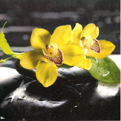 Žlutá orchidej na kameni