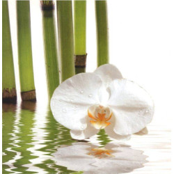Bílí orchidej s bambusy
