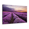 Obraz na plátně-Levandulové pole