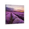 Obraz na plátně-Levandulové pole