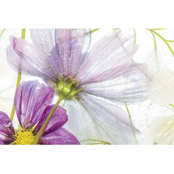 Fialové květy III