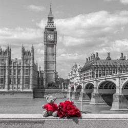 Medvídek a kytice růží na promenádě Temže , Londýn