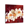 Obraz bílá orchidej