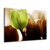 Obraz tulipány