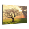 Obraz strom v květu - plátno