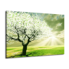 Obraz strom v květu