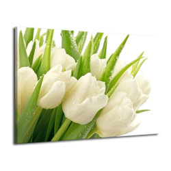 Obraz bílé tulipány