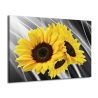 Obraz slunečnice v šedém pozadí