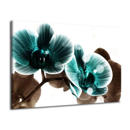 Obraz  modrá orchidej