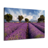 Obraz na plátně-Levandulové pole