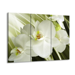 Obraz bílá orchidej