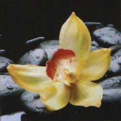 Kameny s orchideji