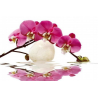 Orchidej