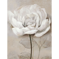 Bílý květ II