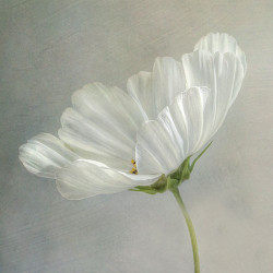 Bílý květ III