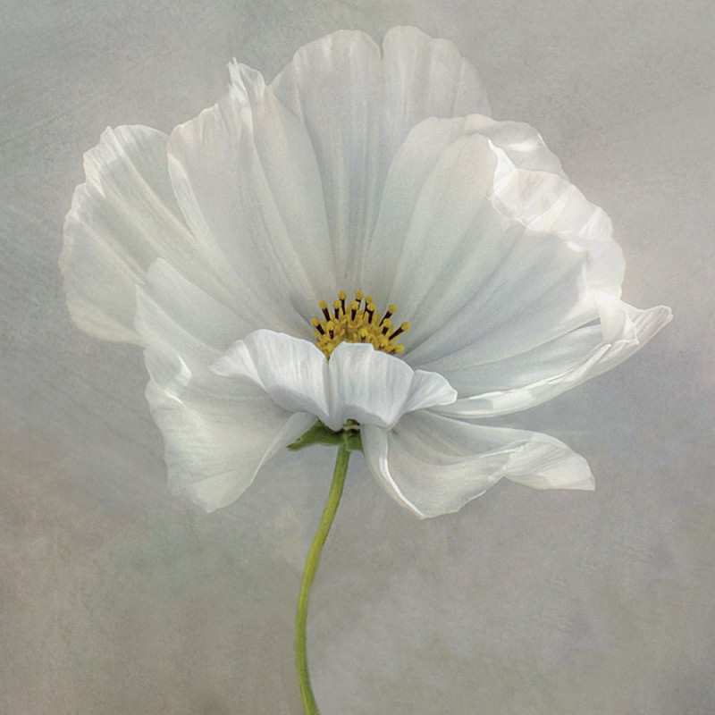 Bílý květ I