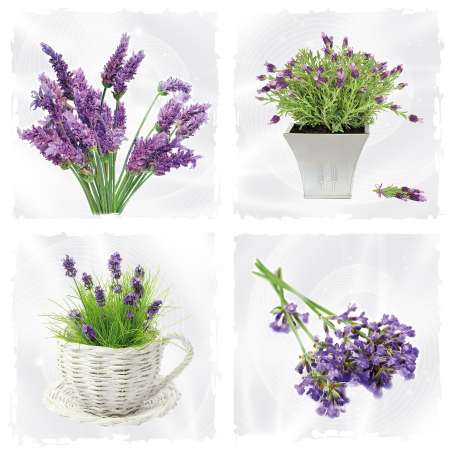 Levandulové zátiší