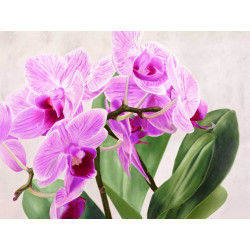 Orchidej 14