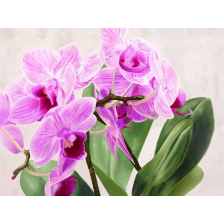 Orchidej 14