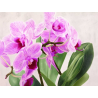 Orchidej 14
