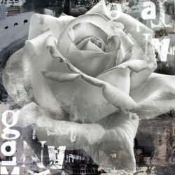 Bílá růže II