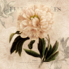 Fleurs