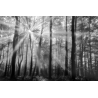 Černobílý obraz les