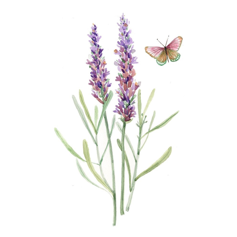 Botanická rostlina 4