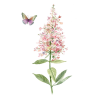 Botanická rostlina 3