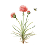 Botanická rostlina 2