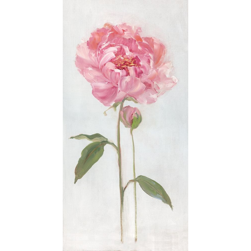 Obraz růžová pivoně