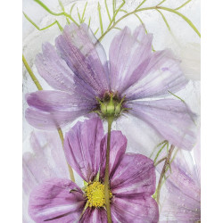 Fialové květy VI