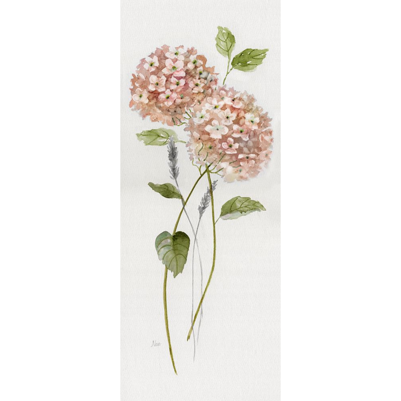 Broskvové hortenzie II