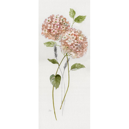 Broskvové hortenzie II